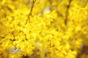 Yellow flowers on bush - Inn at 835 - WarmowskiPhotography.com